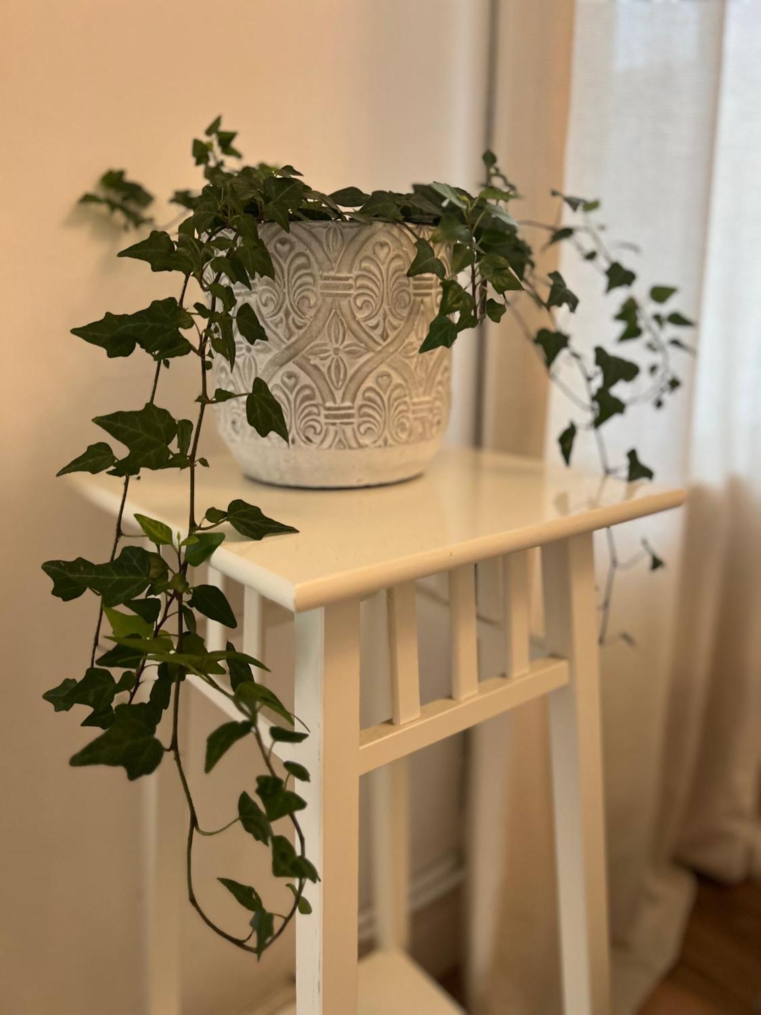 2025 Award Winner Liverpool Ivy House - 4 Bedrooms Ngoại thất bức ảnh